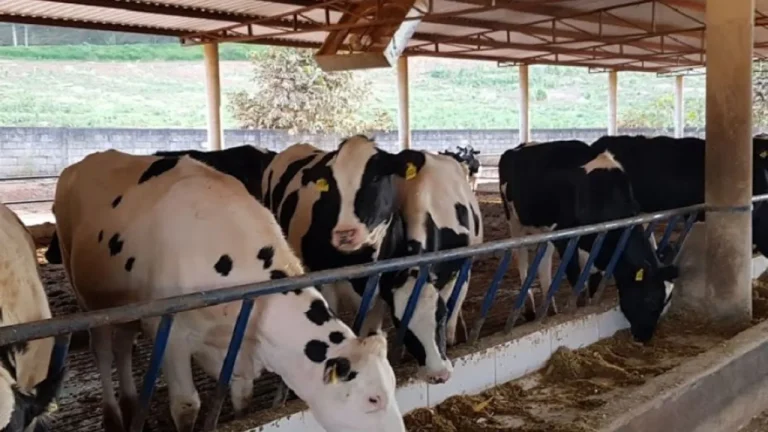 Produção de leite: Confira dicas para iniciar produção em sítio