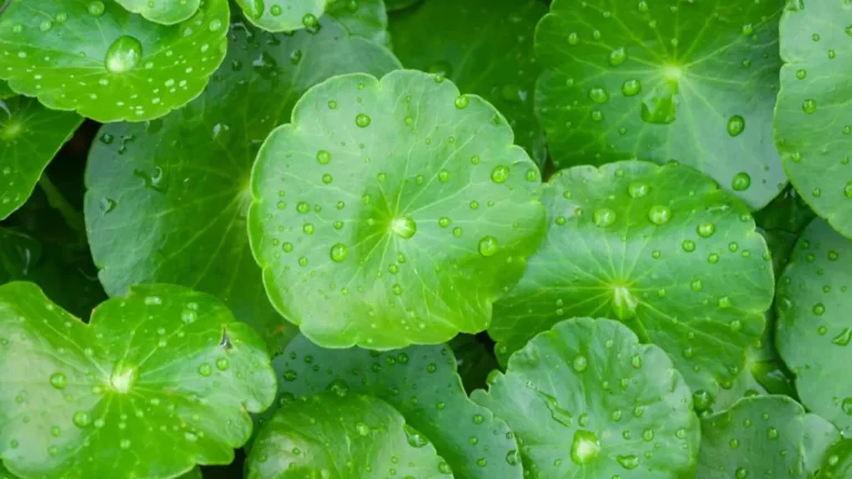 Centella asiática é seguro? Saiba como usar na sua rotina de skincare